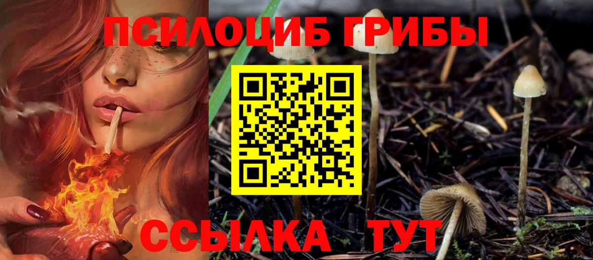 Кудрово  Галлюциногенные грибы Psilocybe  Псилоцибиновые грибы мицелий  Вход с VPN 